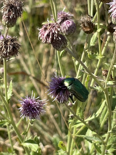 European Rose Chafer