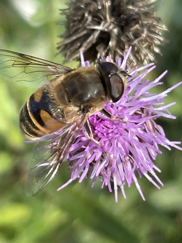 Common Drone Fly