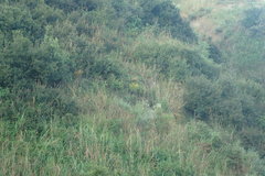 Hypericum canariense