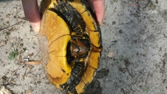 Trachemys scripta image