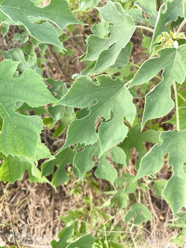 Paper mulberry