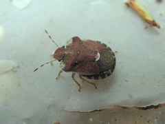 Dyroderes umbraculatus