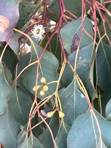 Eucalyptus baueriana, 2026-08-28