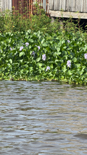 common water hyacinth