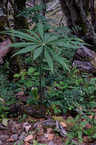 Arisaema erubescens
