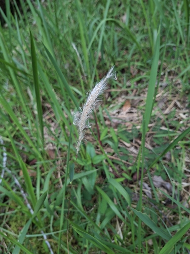 Cogon Grass