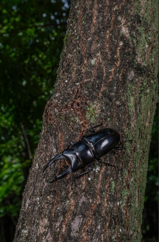 Dorcus nepalensis