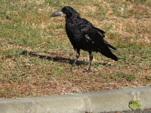 Rook