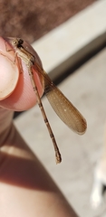 Argia sedula