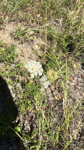 wild carrot