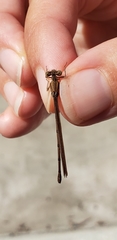 Argia sedula