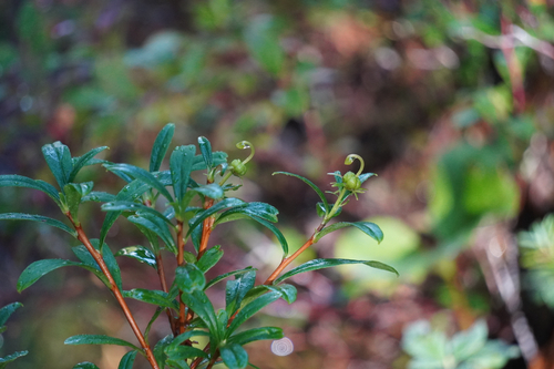 Elliottia pyroliflora, photograph 1