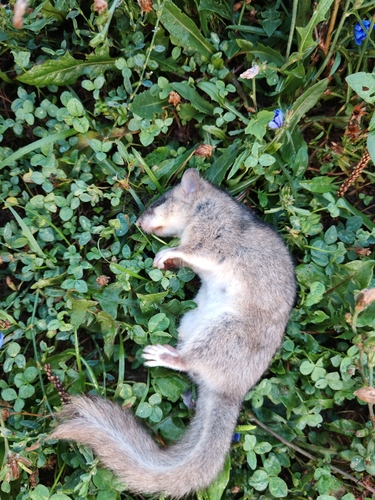 European Fat Dormouse