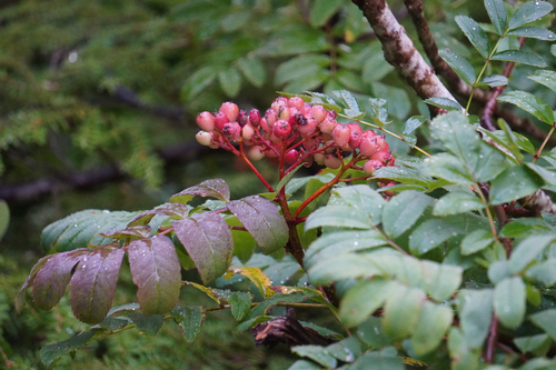 Sorbus sitchensis, photograph 4