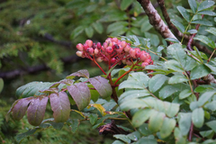Sorbus sitchensis, photograph (c) Catie Clune, some rights reserved (CC BY)