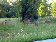Odocoileus virginianus macrourus