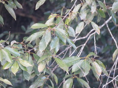 Fagaceae