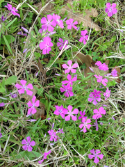 Phlox cuspidata
