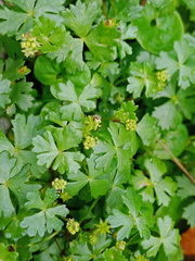 Hydrocotyle batrachium