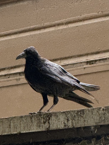 iNaturalist observation photo of Common Raven