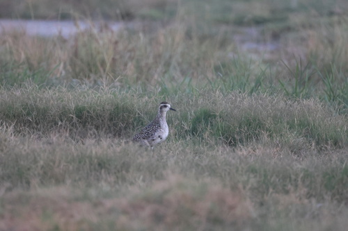 Pluvialis fulva observed 2026-08-25