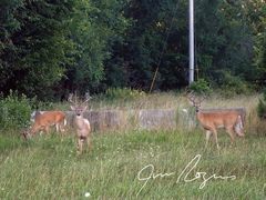 Odocoileus virginianus macrourus