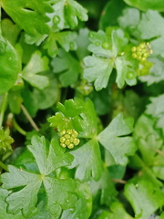 Hydrocotyle batrachium