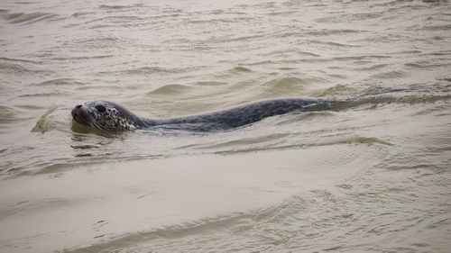 Spotted Seal