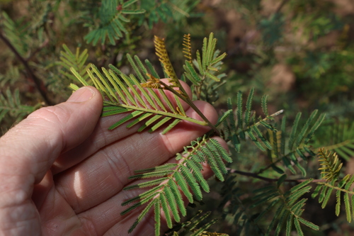 Acacia deanei
