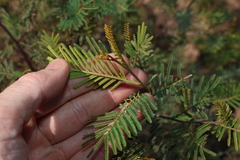 Acacia deanei
