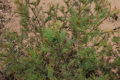 Acacia deanei, photograph (c) Greg Tasney, some rights reserved (CC BY-SA)