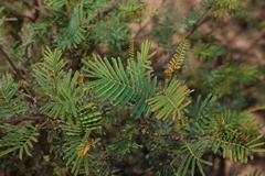 Acacia deanei, photograph (c) Greg Tasney, some rights reserved (CC BY-SA)