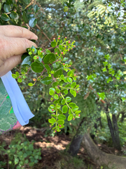 Metrosideros carminea, photograph (c) Chris Parminter, some rights reserved (CC BY)