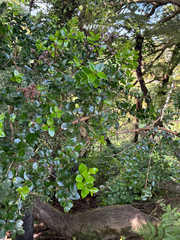 Metrosideros carminea, photograph (c) Chris Parminter, some rights reserved (CC BY)