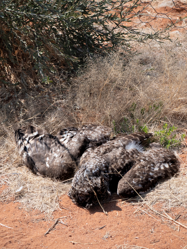 Spotted Eagle-Owl