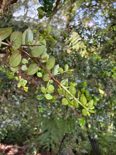 Metrosideros carminea, photograph 3