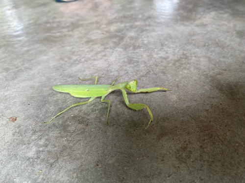 Giant Asian Mantis