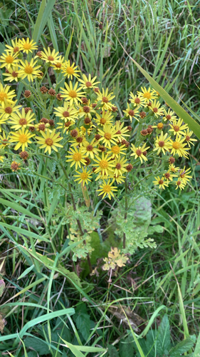ragwort