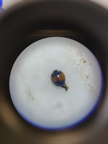 Asian Lady Beetle