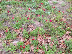 Phlox drummondii drummondii