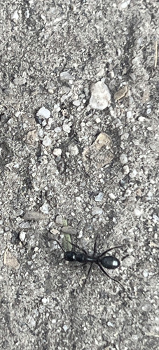 iNaturalist observation photo of Carpenter Ants, Typical Sugar Ants and Allies