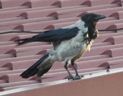 Hooded Crow