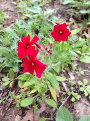 Phlox drummondii drummondii