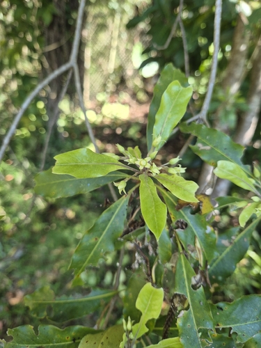 Australian Cheesewood