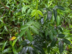 Senna septemtrionalis