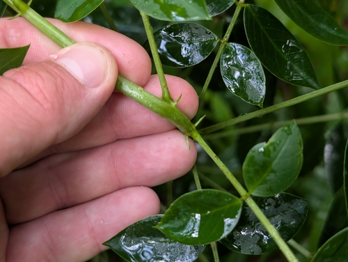 Senna septemtrionalis, photograph 1