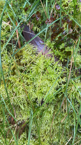 Sparse Fern Moss