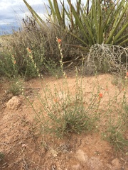 Sphaeralcea leptophylla