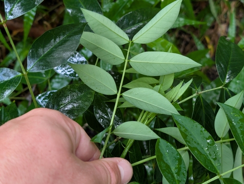 Senna septemtrionalis, photograph 2