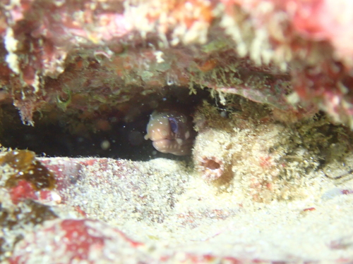 Gymnothorax chilospilus observed 2026-08-28